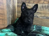 CASSIE, a female Scottish Terrier for sale in Goodman, MO – Photo 4 of 10