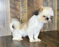 TANDY, a female Shih Tzu for sale in Goodman, MO – 3 of 10