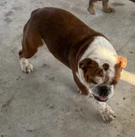 STELLA, a female English Bulldog for sale in Goodman, MO – 5 of 8