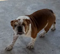 STELLA, a female English Bulldog for sale in Goodman, MO – 3 of 8