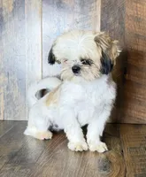TANDY, a female Shih Tzu for sale in Goodman, MO – 9 of 10