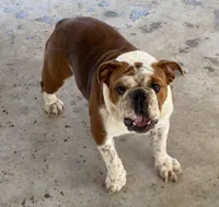 STELLA, a female English Bulldog for sale in Goodman, MO – 7 of 8