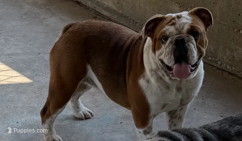STELLA – English Bulldog puppy for sale in Goodman, MO