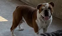 STELLA, a female English Bulldog for sale in Goodman, MO – 1 of 8