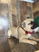 BEN, a male French Bulldog and Pug for sale in Goodman, MO – Photo 4 of 4