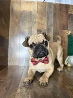 BEN, a male French Bulldog and Pug for sale in Goodman, MO – Photo 2 of 4