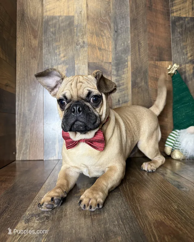 BEN – French Bulldog, Pug puppy for sale in Goodman, MO