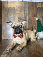 BEN, a male French Bulldog and Pug for sale in Goodman, MO – Photo 3 of 4