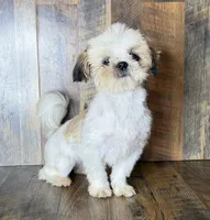TANDY, a female Shih Tzu for sale in Goodman, MO – 7 of 10