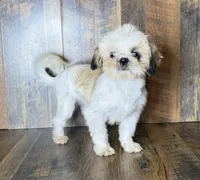 TANDY, a female Shih Tzu for sale in Goodman, MO – 2 of 10