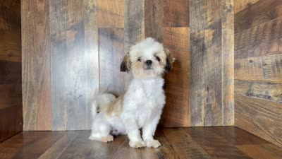 TANDY, a female Shih Tzu for sale in Goodman, MO – 10 of 10