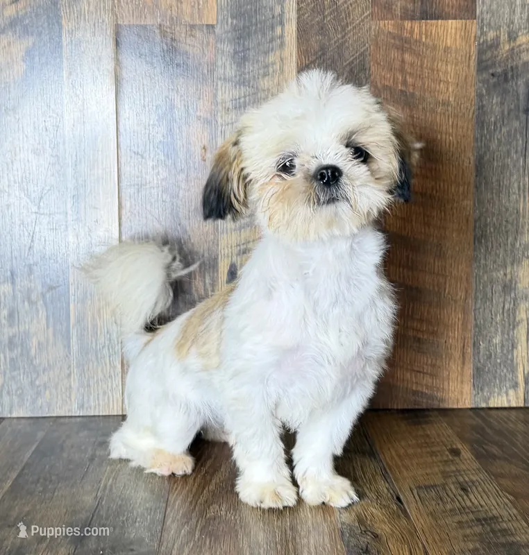 TANDY – Shih Tzu puppy for sale in Goodman, MO