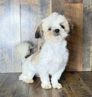 TANDY, a female Shih Tzu for sale in Goodman, MO – 1 of 10