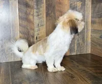 TANDY, a female Shih Tzu for sale in Goodman, MO – 5 of 10