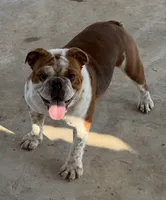 STELLA, a female English Bulldog for sale in Goodman, MO – 2 of 8