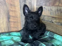 CASSIE, a female Scottish Terrier for sale in Goodman, MO – Photo 5 of 10