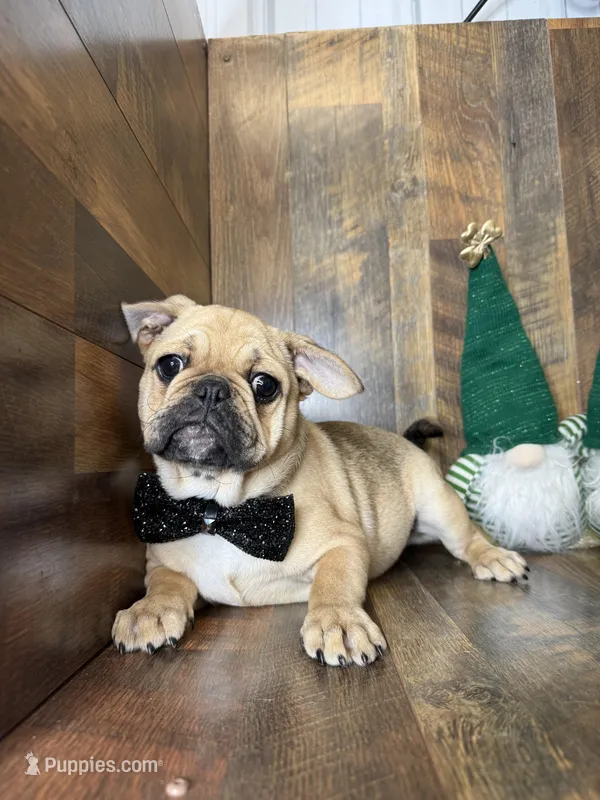 WILLARD, a male French Bulldog and Pug for sale in Goodman, MO – Photo 1 of 3