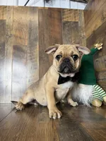 WILLARD, a male French Bulldog and Pug for sale in Goodman, MO – Photo 2 of 3