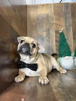 WILLARD, a male French Bulldog and Pug for sale in Goodman, MO – Photo 3 of 3