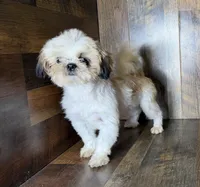 TANDY, a female Shih Tzu for sale in Goodman, MO – 8 of 10