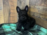 CASSIE, a female Scottish Terrier for sale in Goodman, MO – Photo 1 of 10