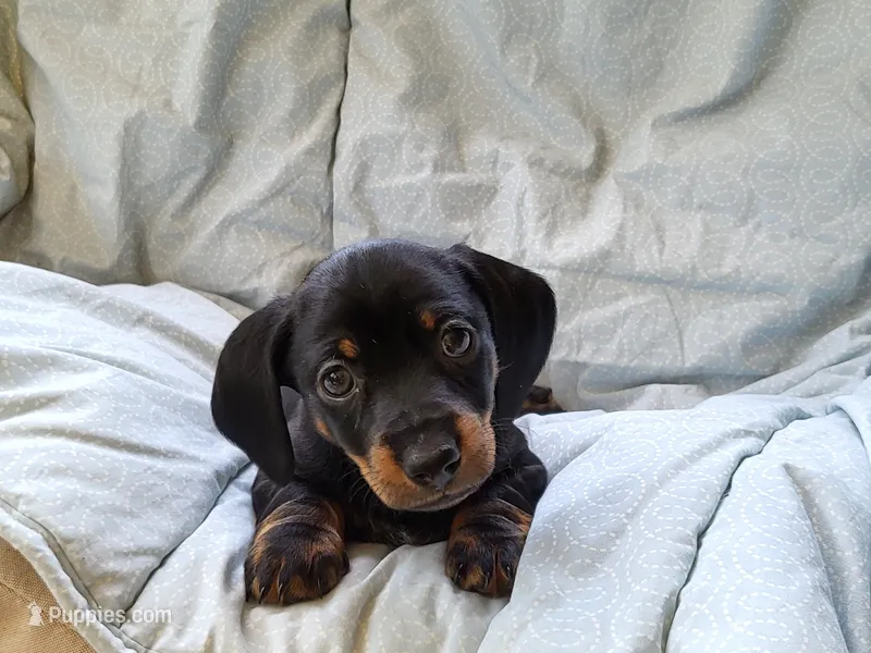 Ricky – Dachshund puppy for sale in Mattituck, NY