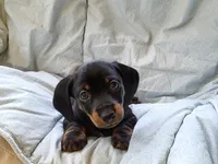 Ricky, a male Dachshund for sale in Mattituck, NY – 1 of 7