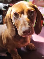 Skipper, a male Dachshund for sale in Mattituck, NY – 3 of 6
