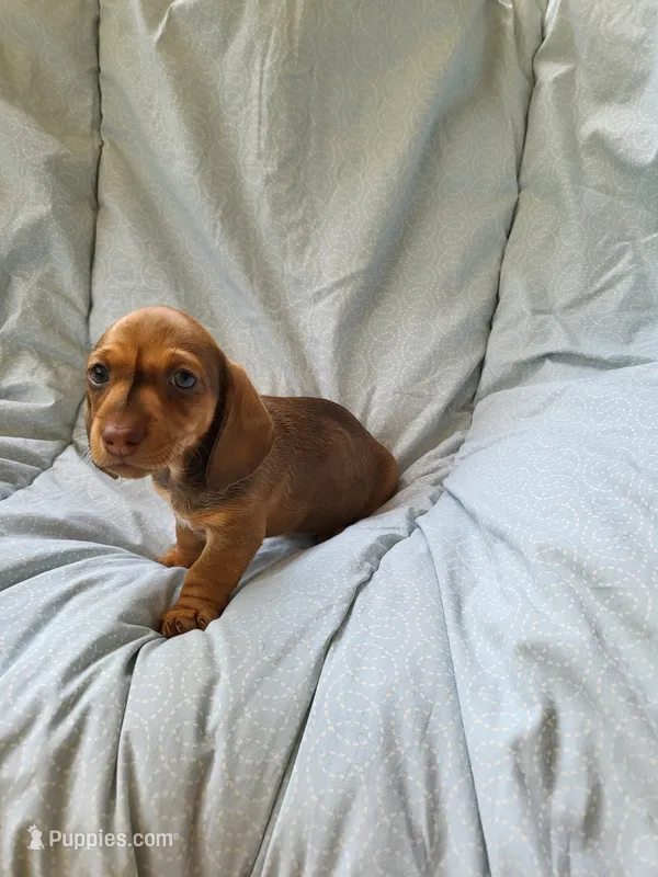 Scooter  – Dachshund puppy for sale in Mattituck, NY