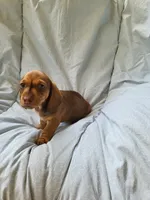 Scooter , a male Dachshund for sale in Mattituck, NY – 1 of 10