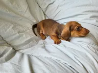 Scooter , a male Dachshund for sale in Mattituck, NY – 2 of 10