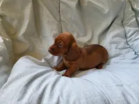 Skipper , a male Dachshund for sale in Mattituck, NY – 3 of 10