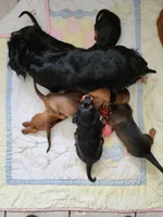 Skipper , a male Dachshund for sale in Mattituck, NY – 7 of 10