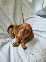 Scooter , a male Dachshund for sale in Mattituck, NY – 4 of 10