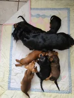 Skipper, a male Dachshund for sale in Mattituck, NY – 6 of 6