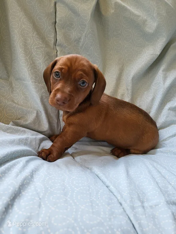 Skipper  – Dachshund puppy for sale in Mattituck, NY