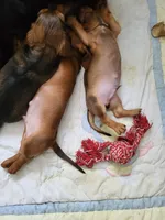 Skipper, a male Dachshund for sale in Mattituck, NY – 4 of 6
