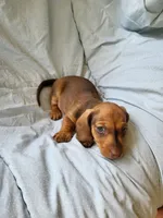 Scooter , a male Dachshund for sale in Mattituck, NY – 3 of 10