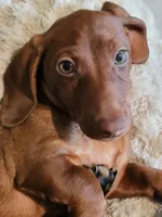Skipper, a male Dachshund for sale in Mattituck, NY – 2 of 6