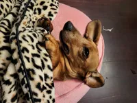 Scooter , a male Dachshund for sale in Mattituck, NY – 10 of 10