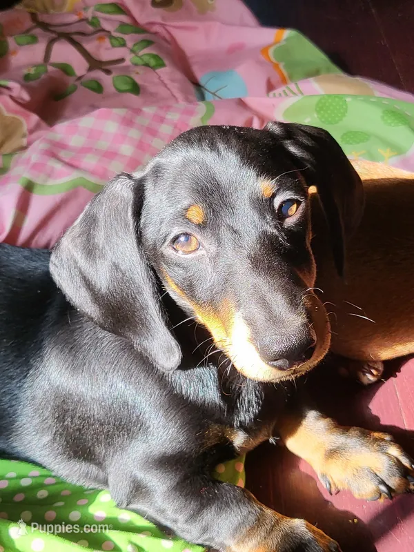 Ricky – Dachshund puppy for sale in Mattituck, NY