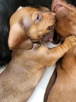 Scooter , a male Dachshund for sale in Mattituck, NY – 6 of 10