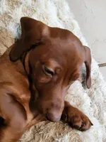 Skipper, a male Dachshund for sale in Mattituck, NY – 5 of 6