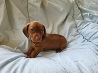 Skipper , a male Dachshund for sale in Mattituck, NY – 5 of 10