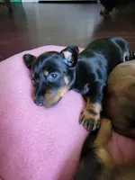 Ricky, a male Dachshund for sale in Mattituck, NY – 3 of 7