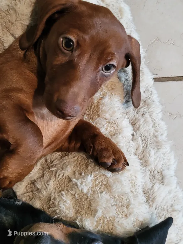 Skipper – Dachshund puppy for sale in Mattituck, NY