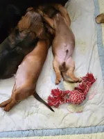 Skipper , a male Dachshund for sale in Mattituck, NY – 8 of 10