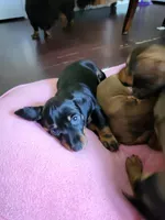 Ricky, a male Dachshund for sale in Mattituck, NY – 2 of 7