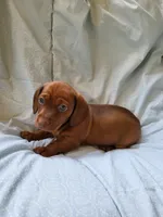 Skipper , a male Dachshund for sale in Mattituck, NY – 4 of 10