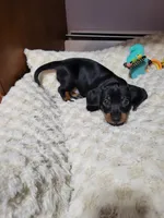 Ricky, a male Dachshund for sale in Mattituck, NY – 5 of 7